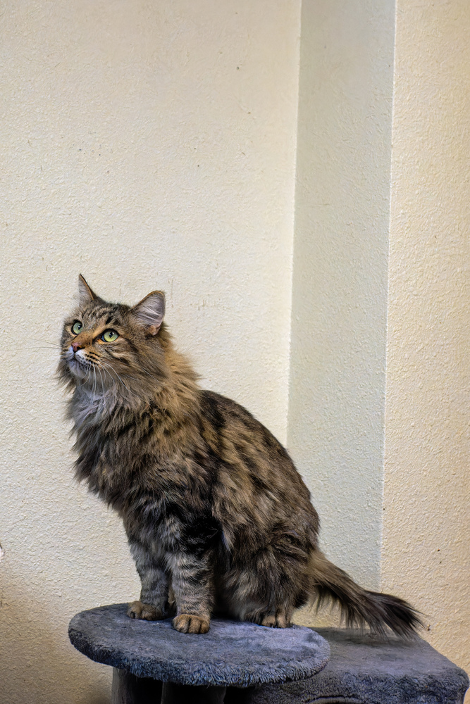 Burgler, an adoptable Domestic Long Hair in Page, AZ, 86040 | Photo Image 1