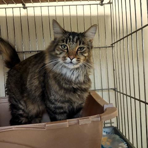 Burgler, an adoptable Domestic Long Hair in Page, AZ, 86040 | Photo Image 2