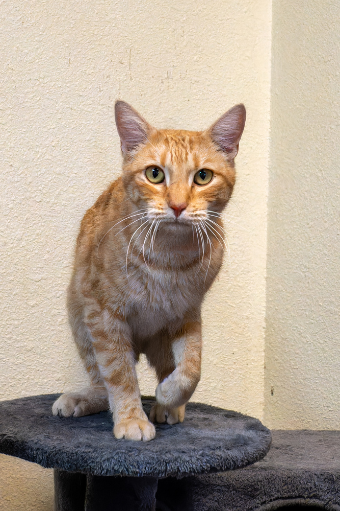 Bumble, an adoptable Domestic Short Hair in Page, AZ, 86040 | Photo Image 1