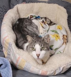 Wyatt, Adult Male Domestic Medium Hair
