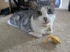 Wyatt photo 3