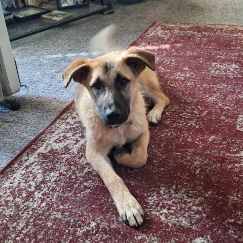 Teddy Graham Huck, an adoptable Shepherd in Wadena, MN, 56482 | Photo Image 1