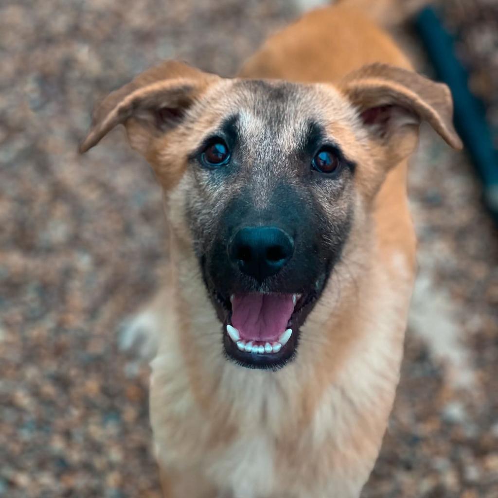 Teddy Graham Huck, an adoptable Shepherd in Wadena, MN, 56482 | Photo Image 2