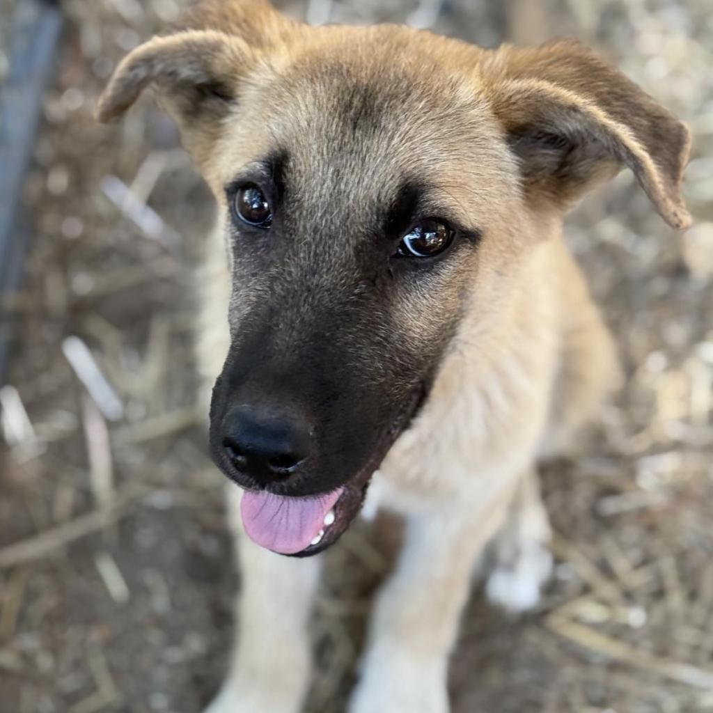 Teddy Graham Huck, an adoptable Shepherd in Wadena, MN, 56482 | Photo Image 3