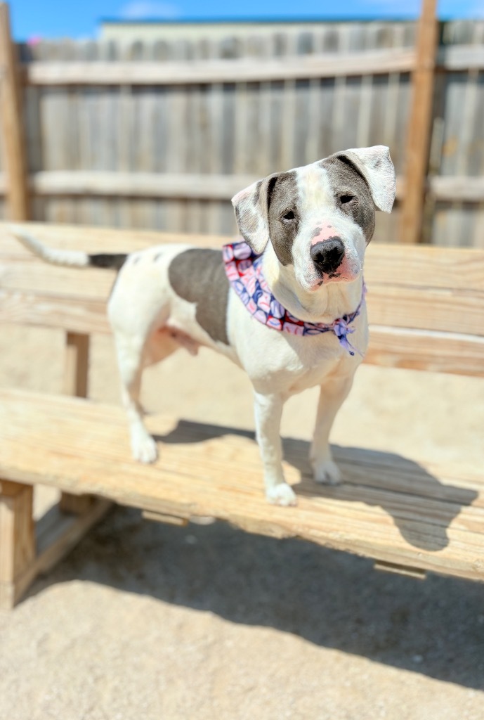 Ziggy, an adoptable Mixed Breed in Muskegon, MI, 49442 | Photo Image 1