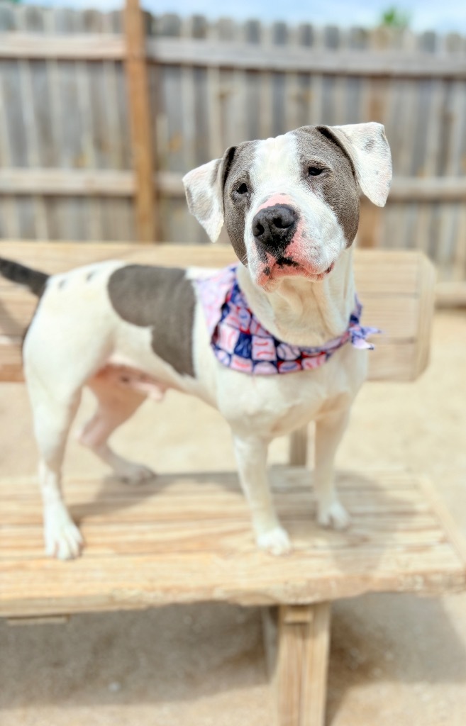 Ziggy, an adoptable Mixed Breed in Muskegon, MI, 49442 | Photo Image 2