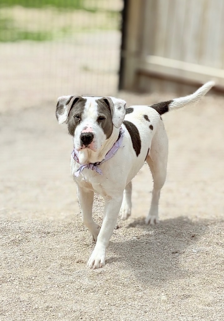 Ziggy, an adoptable Mixed Breed in Muskegon, MI, 49442 | Photo Image 4