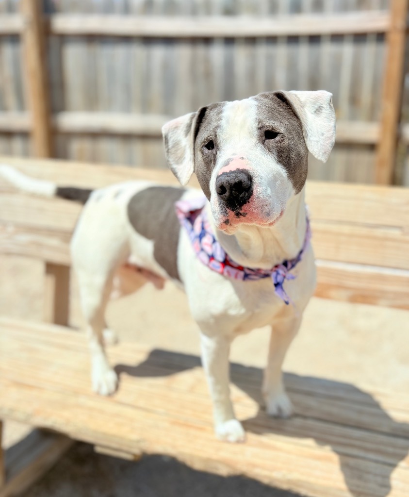 Ziggy, an adoptable Mixed Breed in Muskegon, MI, 49442 | Photo Image 6