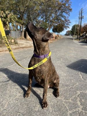 Risty - IN FOSTER, Adult Female Mixed Breed