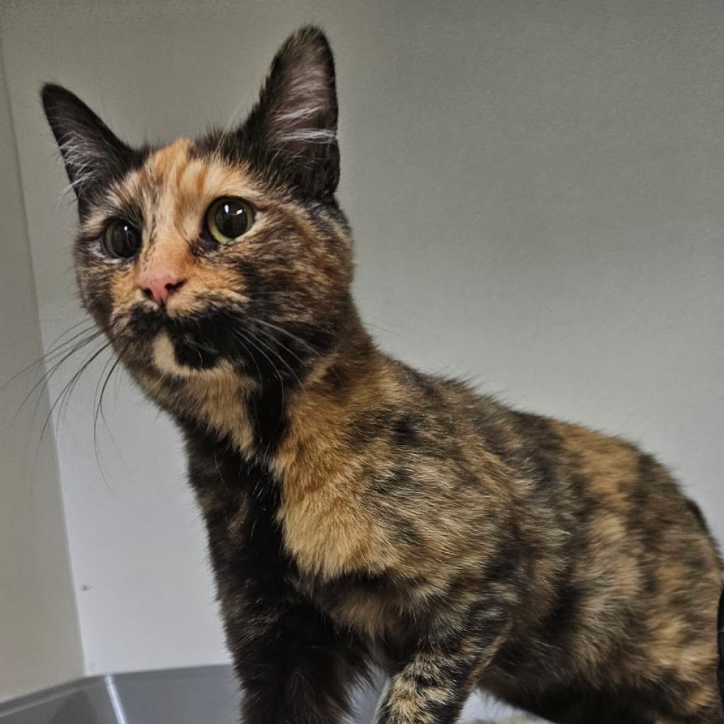 Hillary, an adoptable Domestic Short Hair in Colorado Springs, CO, 80909 | Photo Image 1