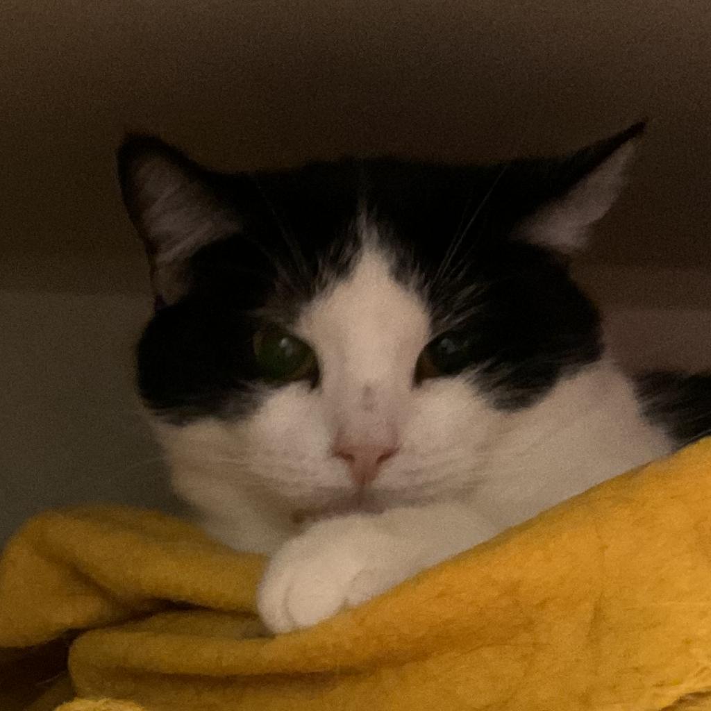 Jezebel, an adoptable Domestic Short Hair in Colorado Springs, CO, 80909 | Photo Image 1