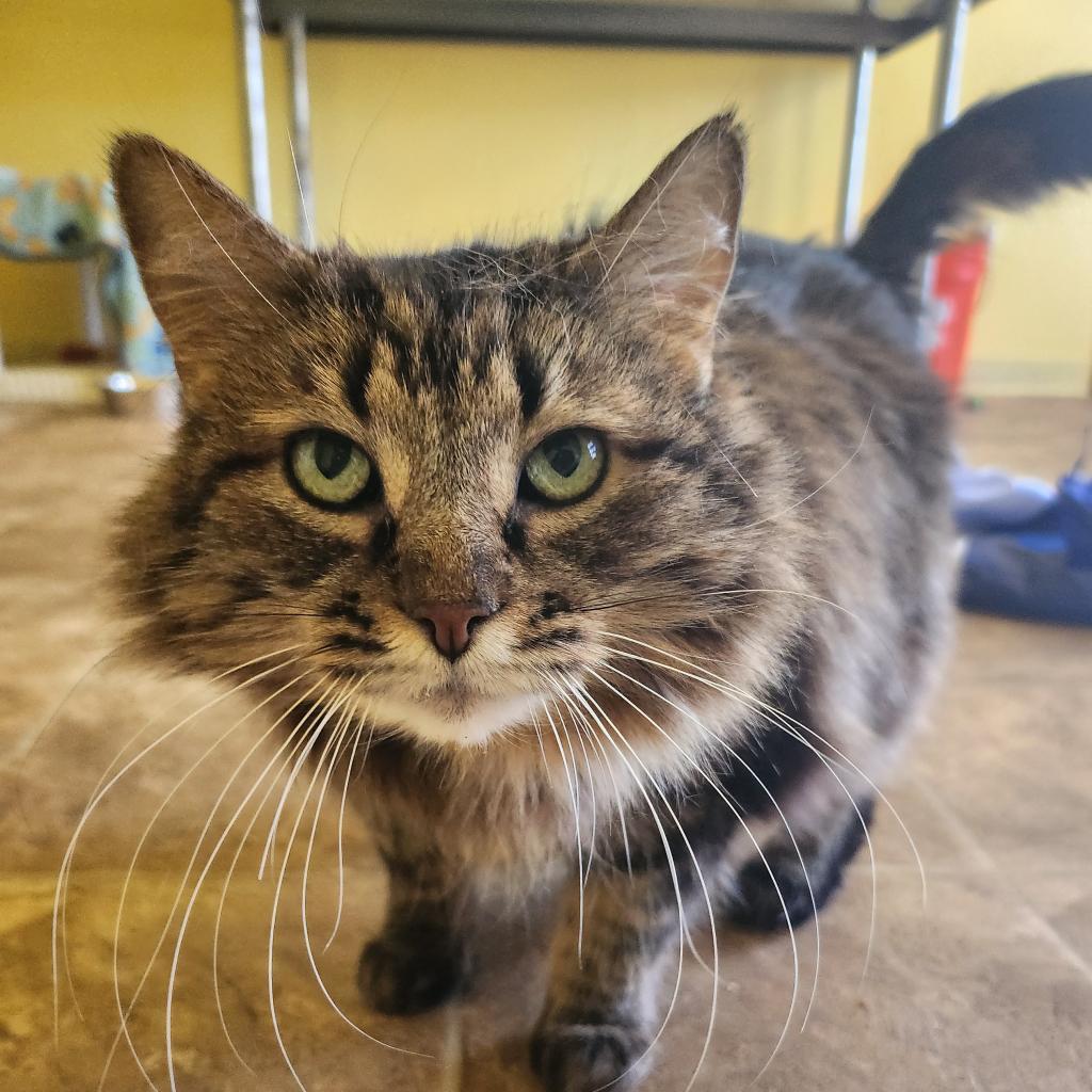 Sister Kerry, an adoptable Domestic Long Hair in Colorado Springs, CO, 80909 | Photo Image 1