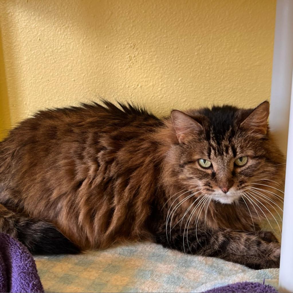 Sister Kerry, an adoptable Domestic Long Hair in Colorado Springs, CO, 80909 | Photo Image 2