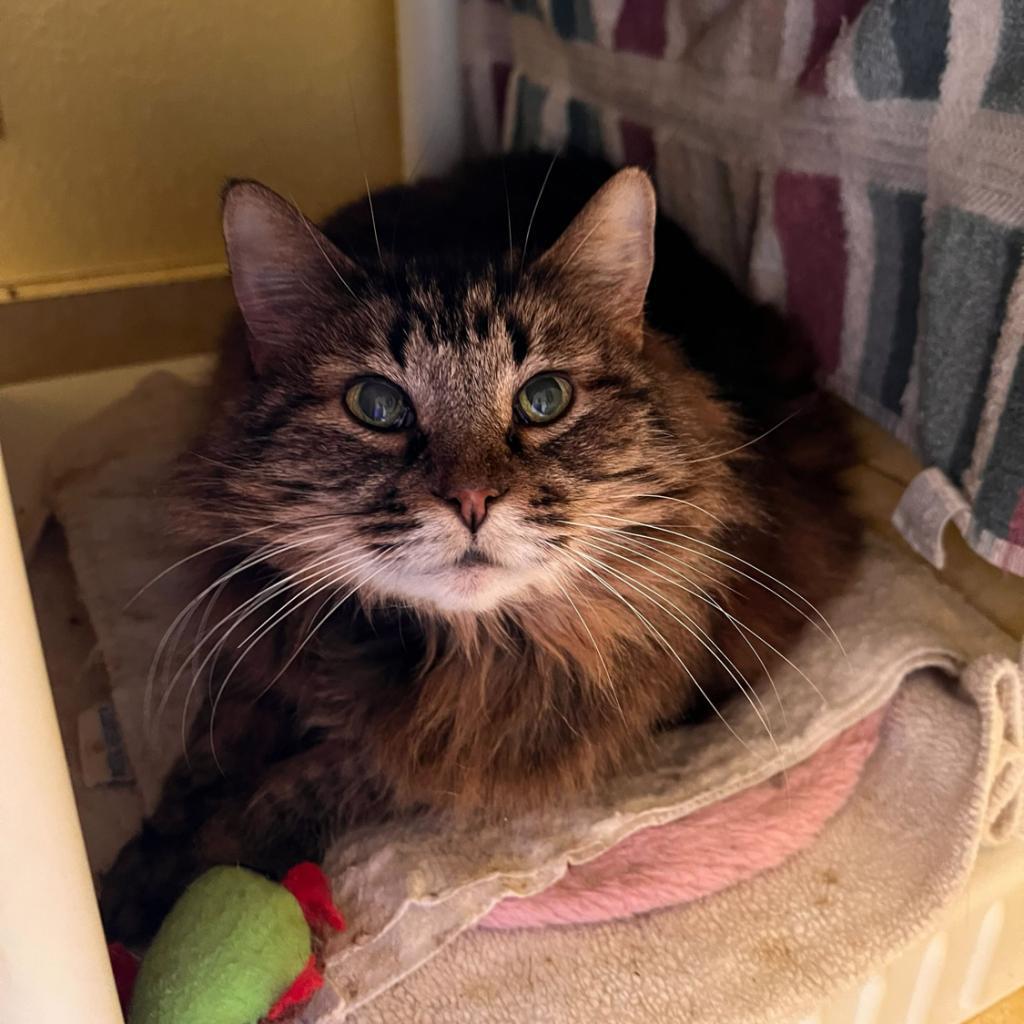 Sister Kerry, an adoptable Domestic Long Hair in Colorado Springs, CO, 80909 | Photo Image 3