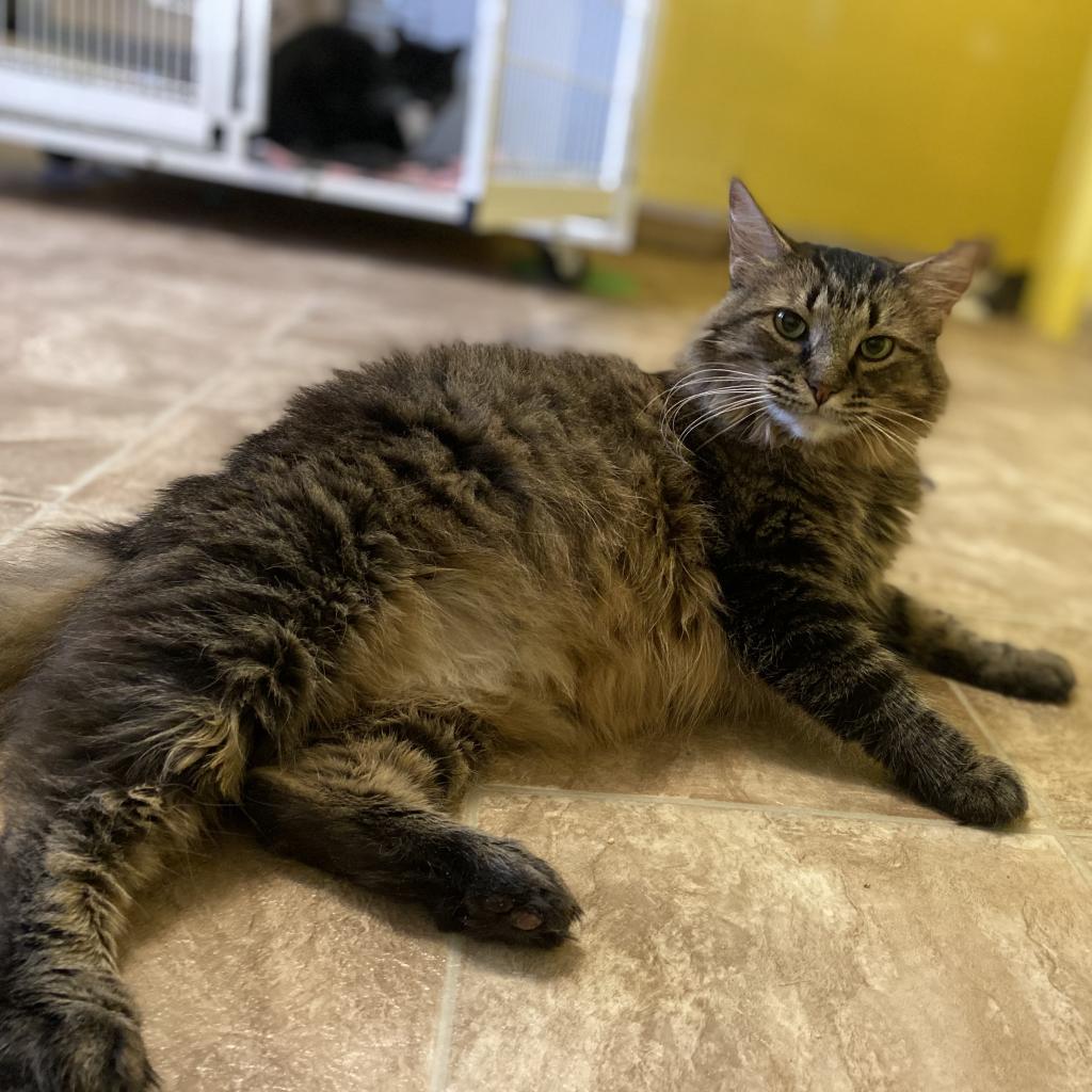 Sister Kerry, an adoptable Domestic Long Hair in Colorado Springs, CO, 80909 | Photo Image 4