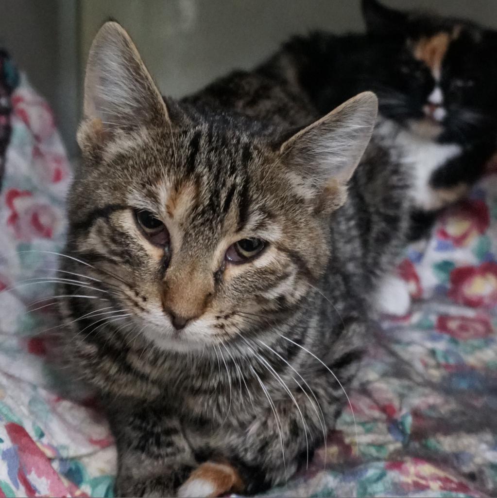 Tiggy, an adoptable Domestic Short Hair in Colorado Springs, CO, 80909 | Photo Image 1