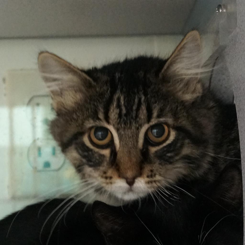 Tigger, an adoptable Domestic Short Hair in Colorado Springs, CO, 80909 | Photo Image 1