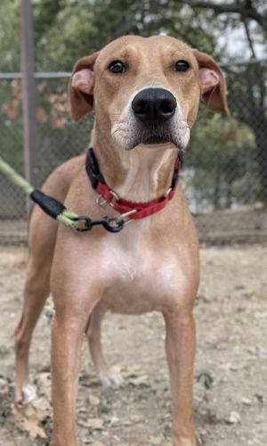 Lola, Adult Female unknown