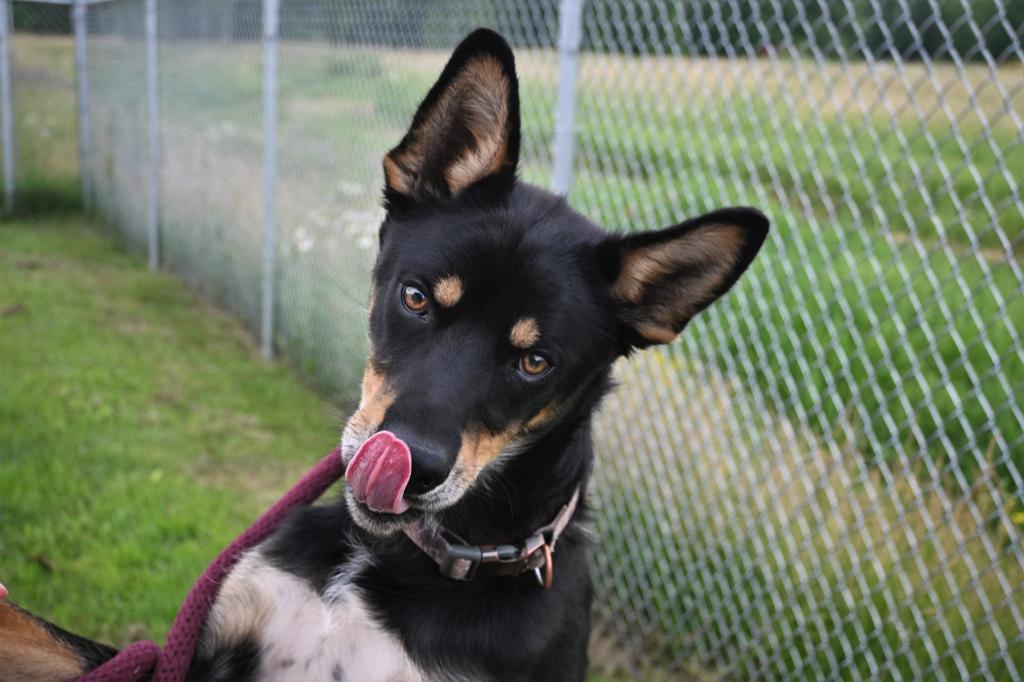 Naat'aanii, an adoptable Husky, German Shepherd Dog in Ashland, WI, 54806 | Photo Image 3