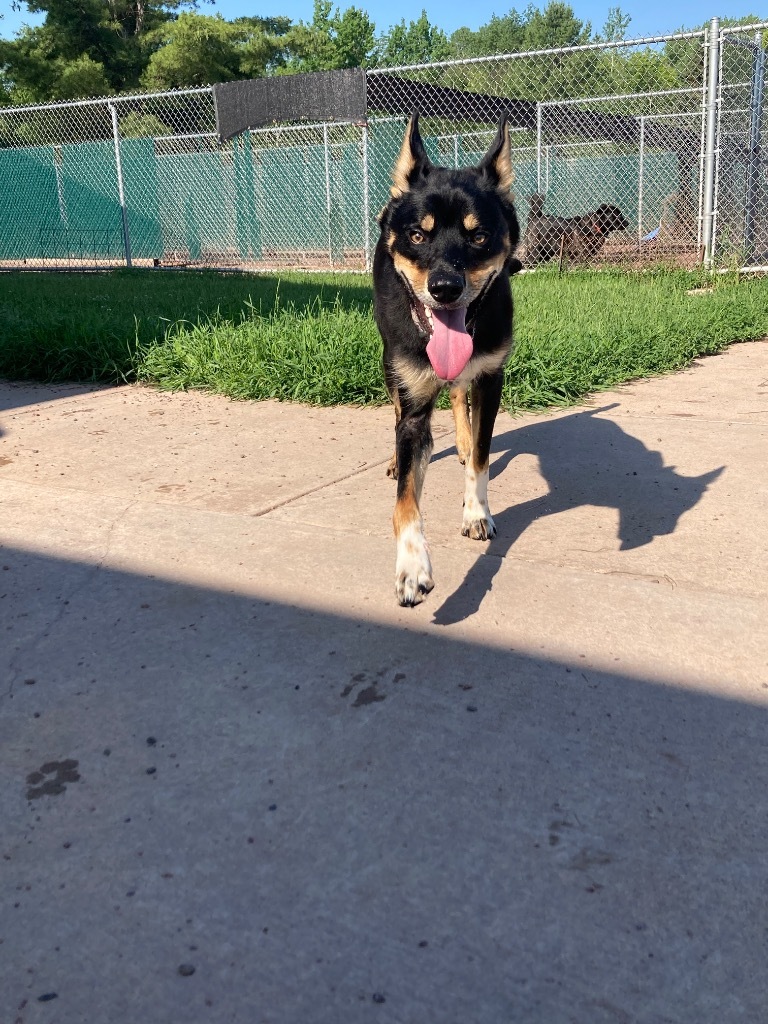 Naat'aanii, an adoptable Husky, German Shepherd Dog in Ashland, WI, 54806 | Photo Image 4