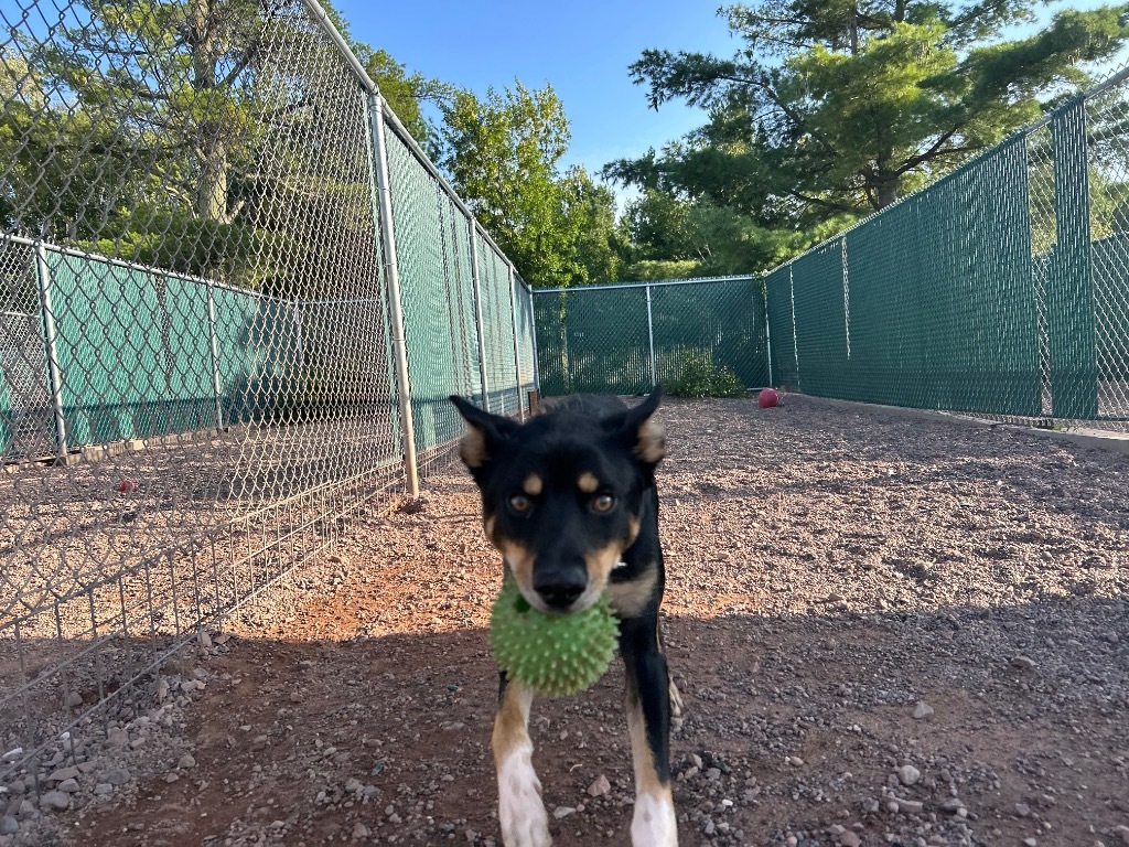 Naat'aanii, an adoptable Husky, German Shepherd Dog in Ashland, WI, 54806 | Photo Image 5