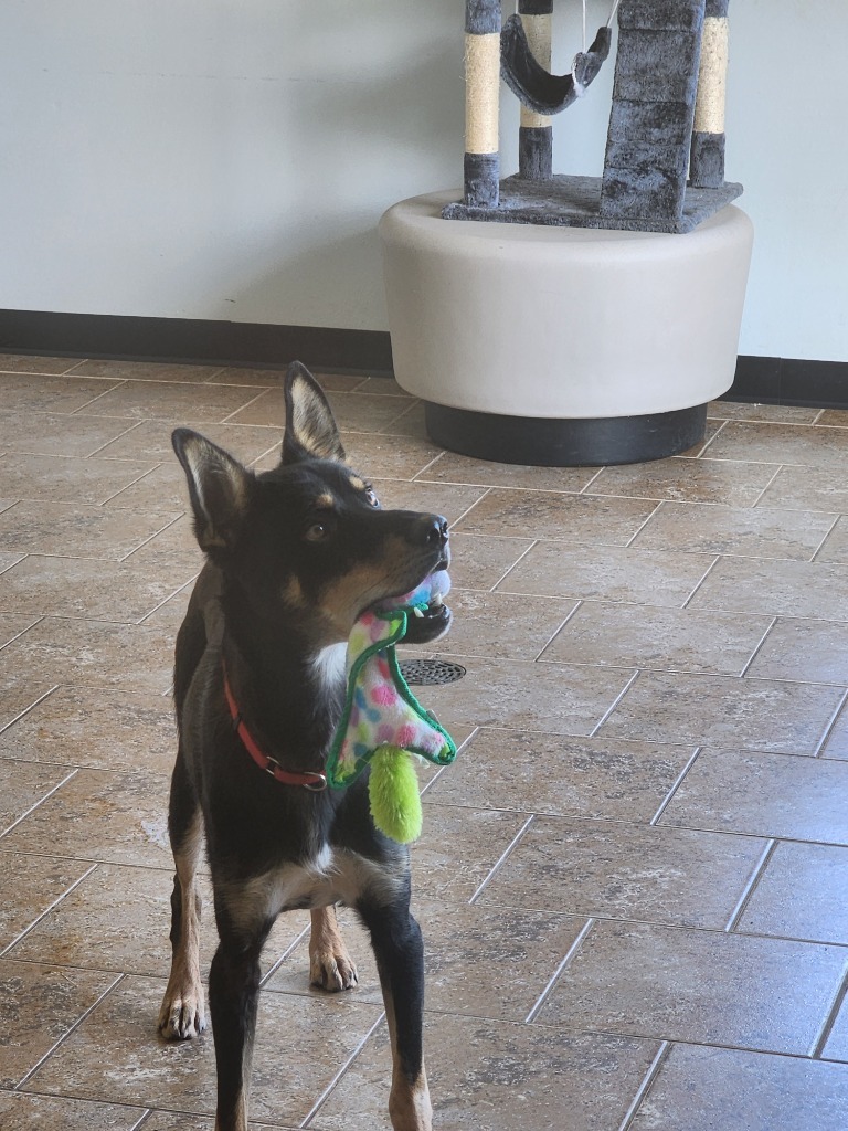 Naat'aanii, an adoptable Husky, German Shepherd Dog in Ashland, WI, 54806 | Photo Image 6