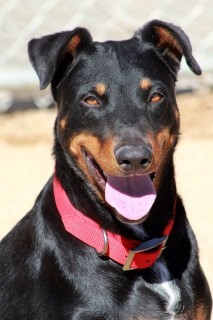 Abby, an adoptable Doberman Pinscher in Kingman, AZ, 86401 | Photo Image 1