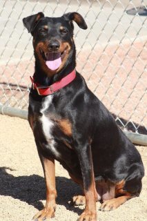 Abby, an adoptable Doberman Pinscher in Kingman, AZ, 86401 | Photo Image 2