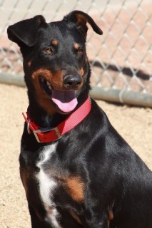 Abby, an adoptable Doberman Pinscher in Kingman, AZ, 86401 | Photo Image 3