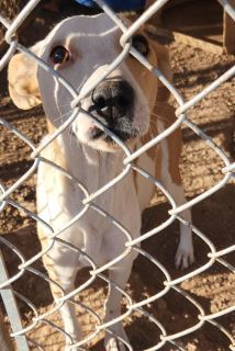 Missy Mama, an adoptable Labrador Retriever in Kingman, AZ, 86401 | Photo Image 1