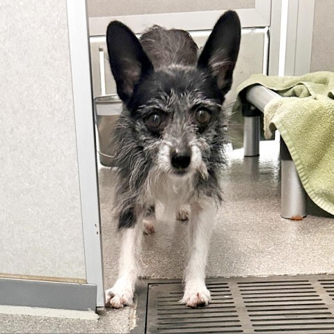 Ben, an adoptable Mixed Breed in Hailey, ID, 83333 | Photo Image 1