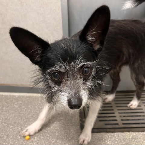 Ben, an adoptable Mixed Breed in Hailey, ID, 83333 | Photo Image 2