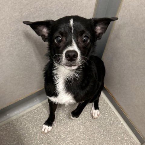 Jerry, an adoptable Mixed Breed in Hailey, ID, 83333 | Photo Image 1