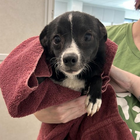 Jerry, an adoptable Mixed Breed in Hailey, ID, 83333 | Photo Image 2