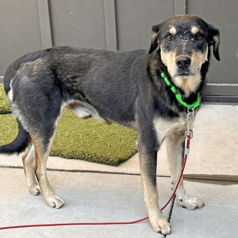 Trip, an adoptable Mixed Breed in Hailey, ID, 83333 | Photo Image 1