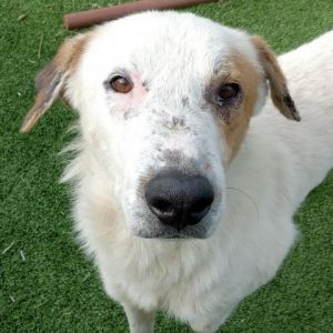 Sailor- loveable, loves attention and people!