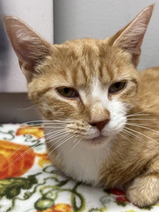 Cat for adoption Linka, a Domestic Short Hair in West Chester, PA