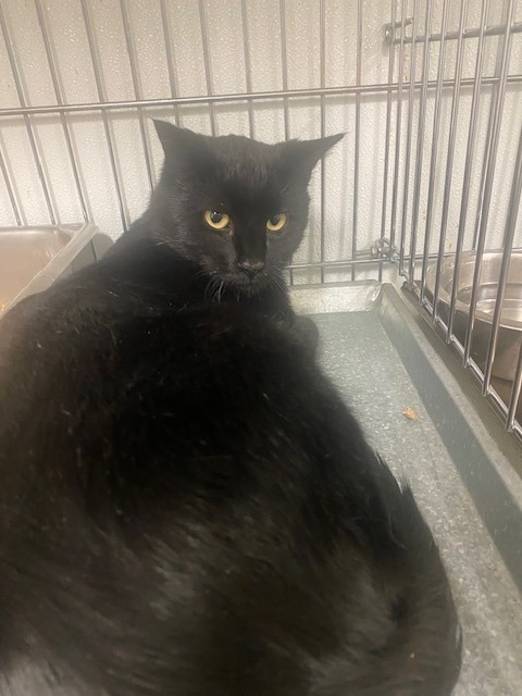 Reginald, an adoptable Domestic Medium Hair in Rock Springs, WY, 82901 | Photo Image 1