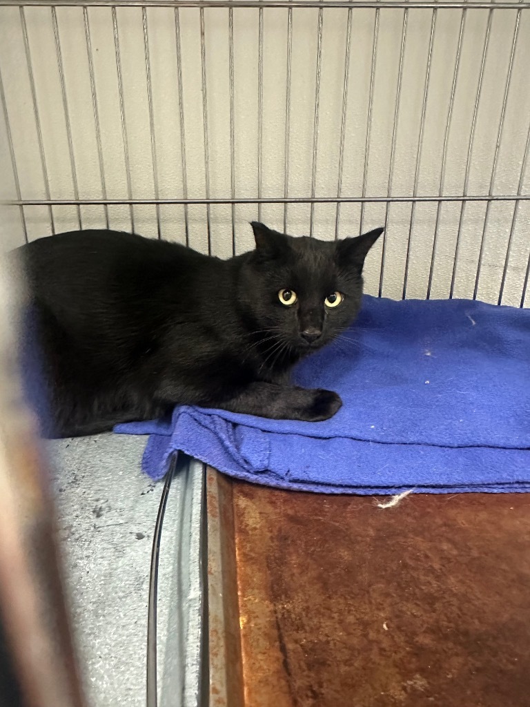 Reginald, an adoptable Domestic Medium Hair in Rock Springs, WY, 82901 | Photo Image 2