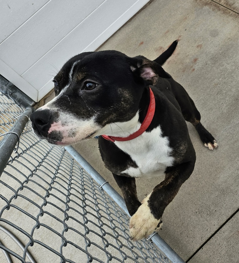 Penny