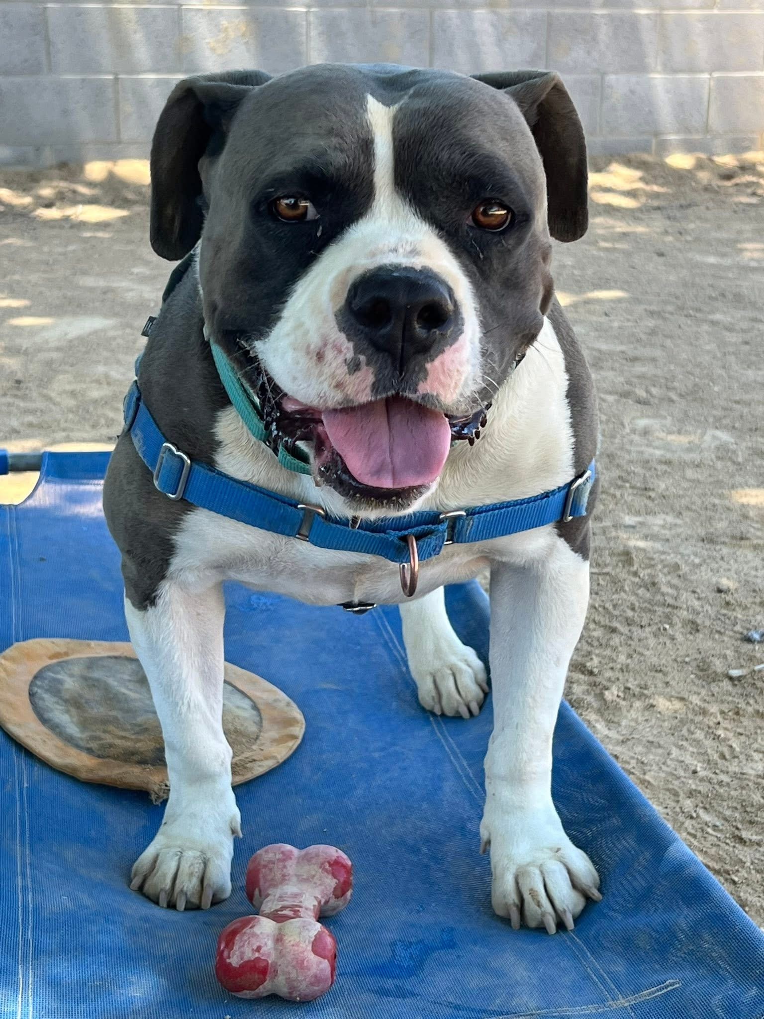 Miami, an adoptable American Staffordshire Terrier, American Bulldog in Chico, CA, 95928 | Photo Image 1