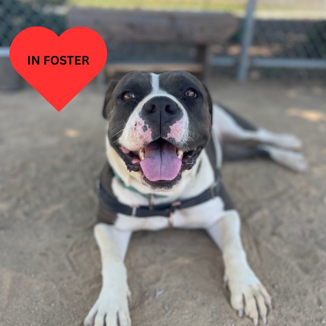 Miami - Adoption fee partially sponsored by Petfinder Foundation