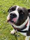 Miami - Adoption fee partially sponsored by Petfinder Foundation photo 2