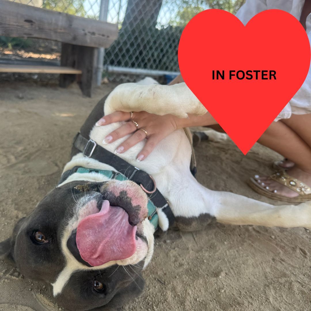 Miami - Adoption fee partially sponsored by Petfinder Foundation