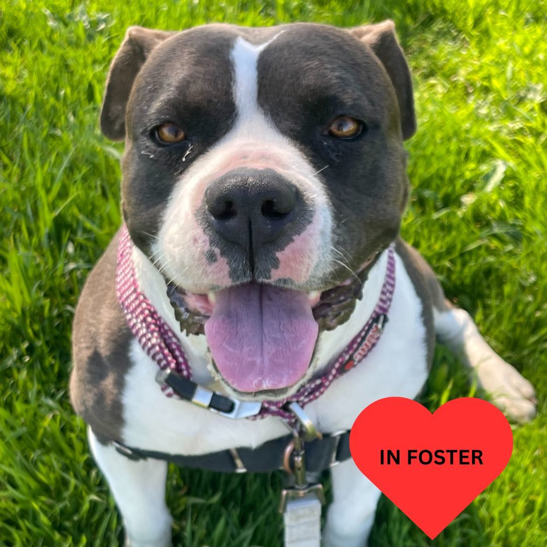 Miami, an adoptable American Staffordshire Terrier, American Bulldog in Chico, CA, 95928 | Photo Image 3