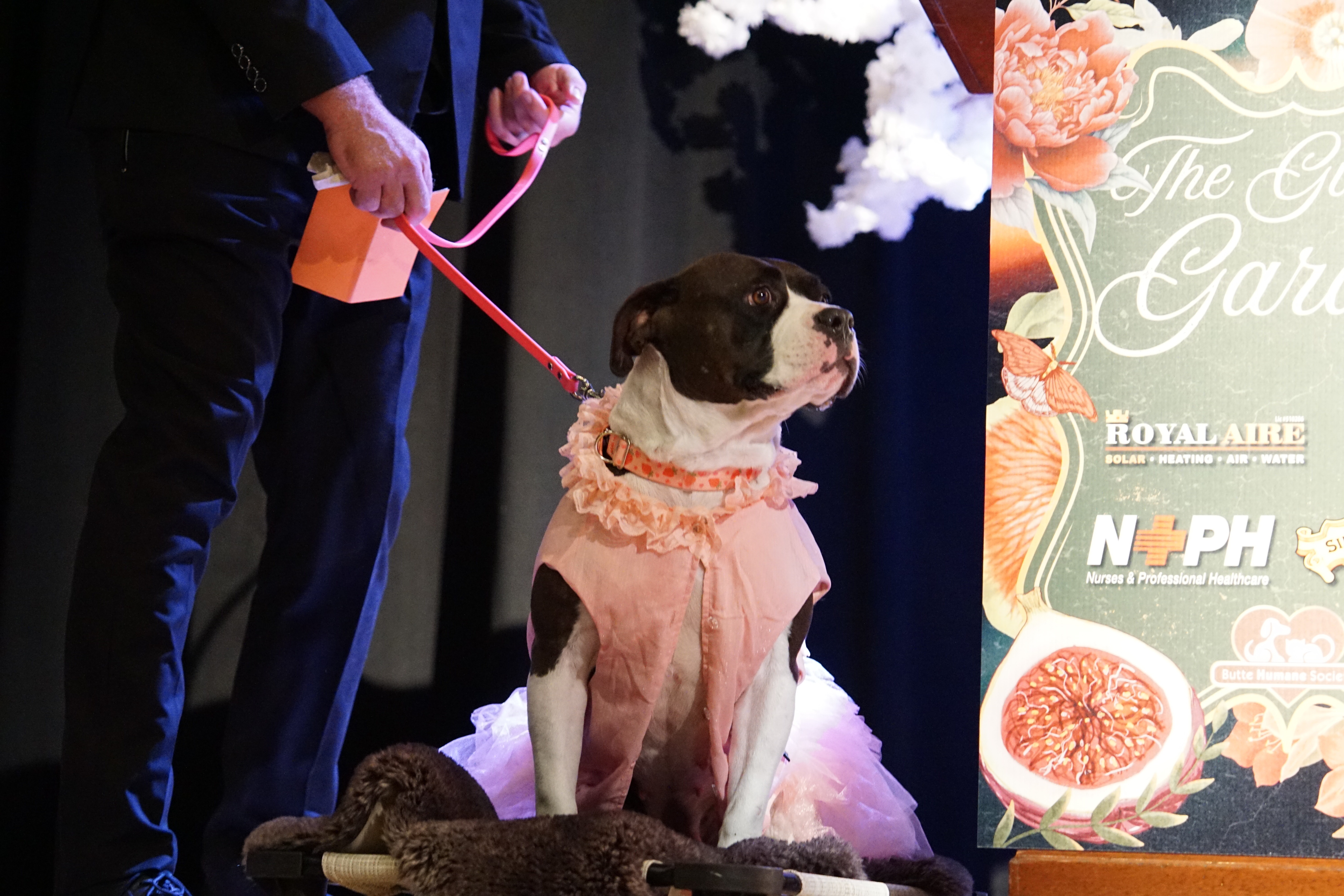 Miami, an adoptable American Staffordshire Terrier, American Bulldog in Chico, CA, 95928 | Photo Image 4