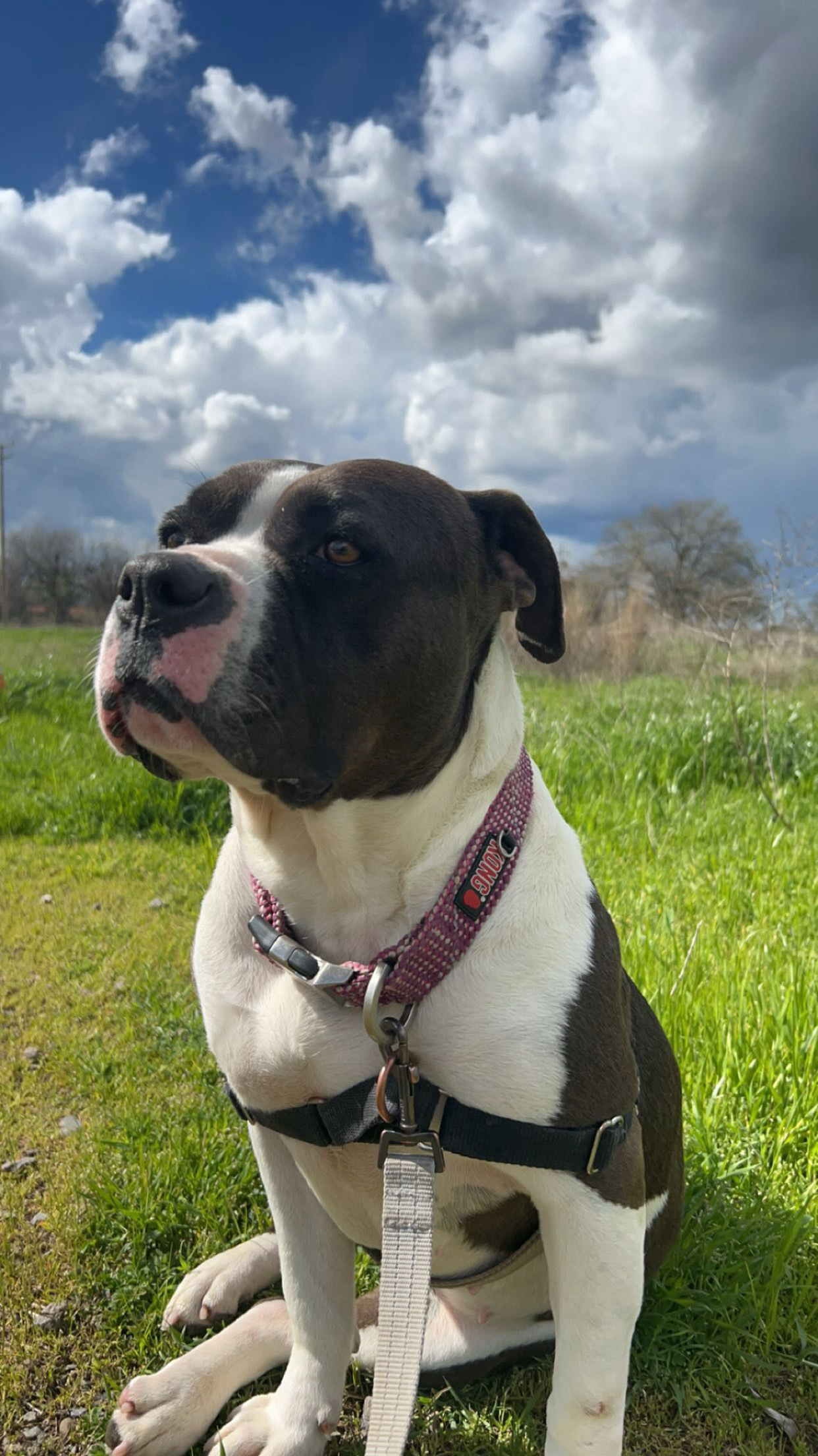 Miami - Adoption fee partially sponsored by Petfinder Foundation