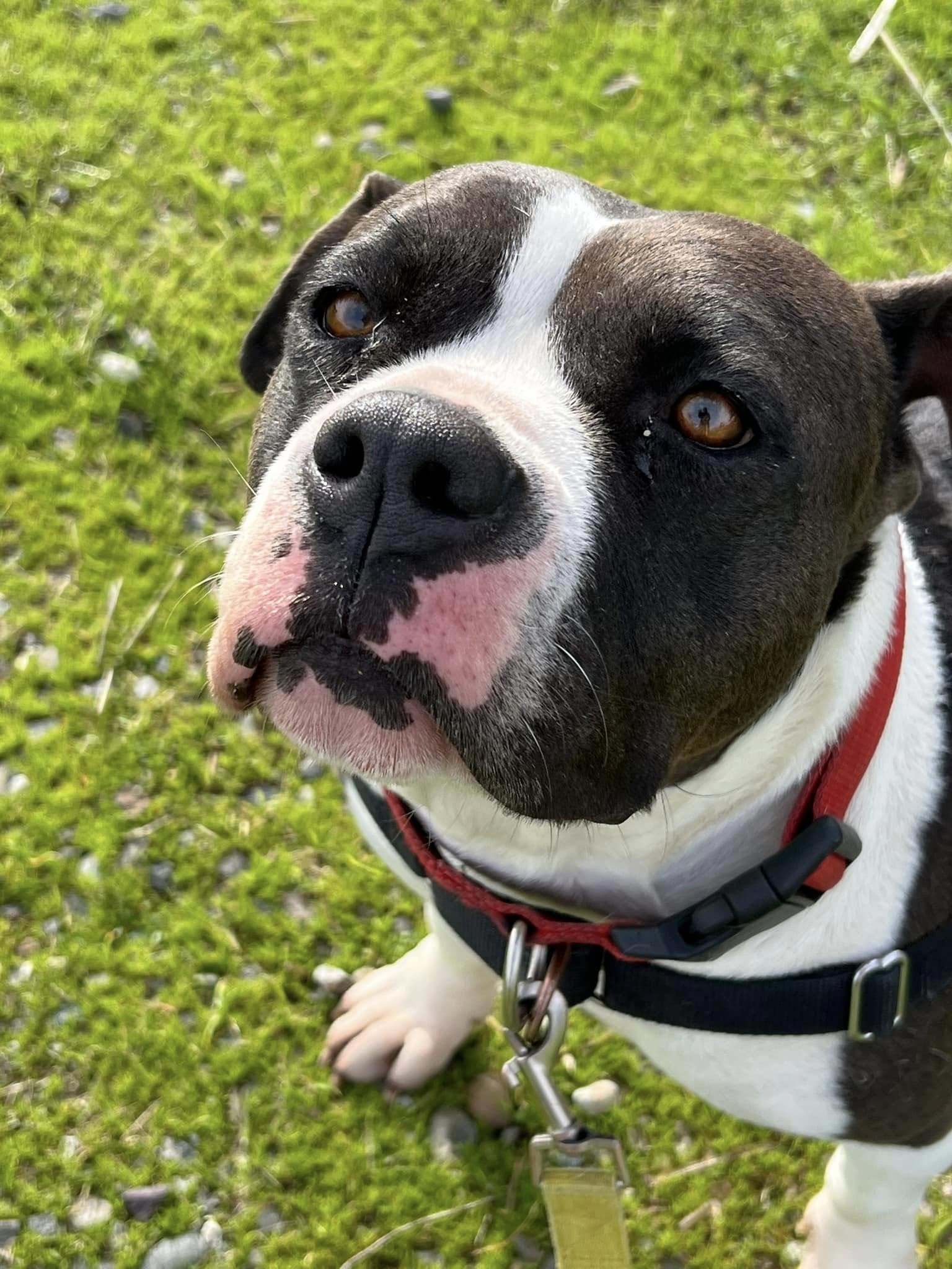 Miami, an adoptable American Staffordshire Terrier, American Bulldog in Chico, CA, 95928 | Photo Image 5