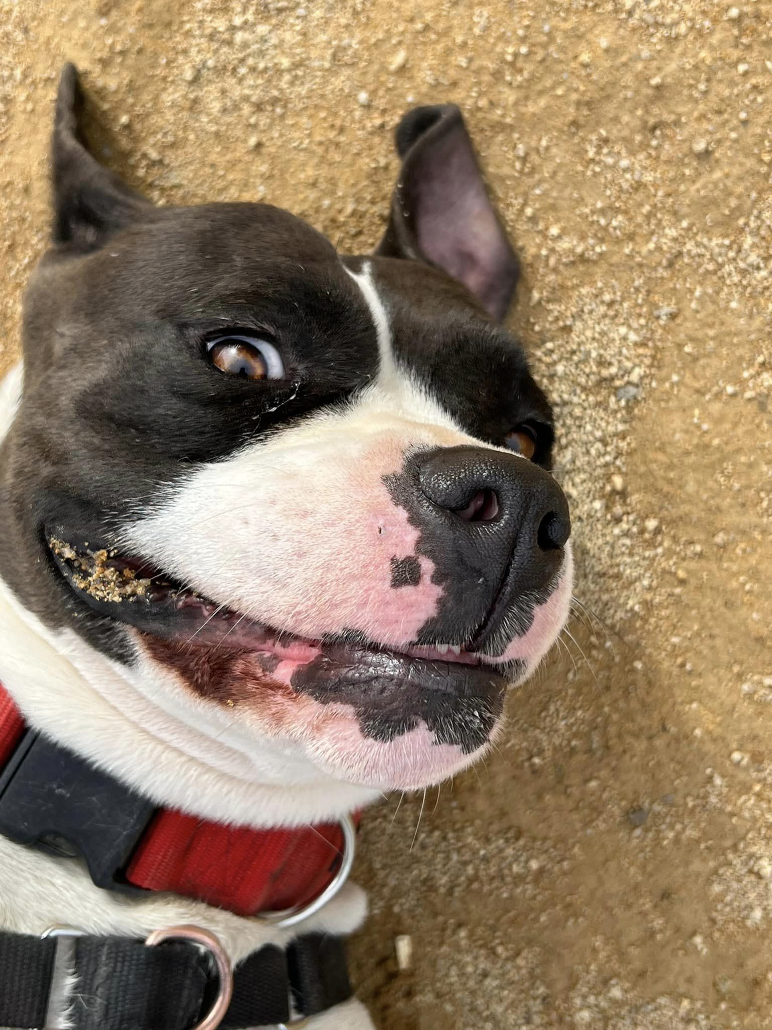 Miami, an adoptable American Staffordshire Terrier, American Bulldog in Chico, CA, 95928 | Photo Image 6