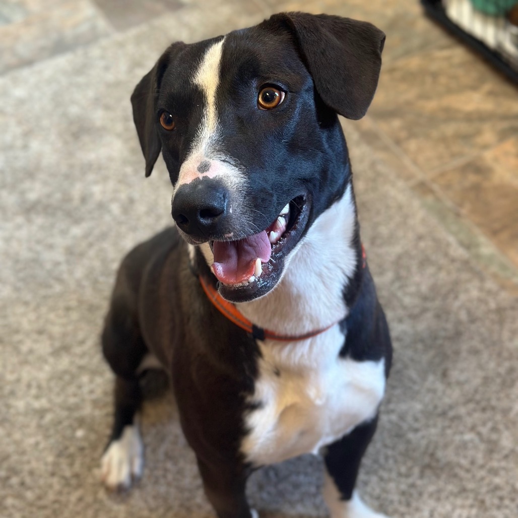 Count Dracula, an adoptable Pit Bull Terrier in Lander, WY, 82520 | Photo Image 1